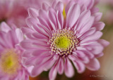 August 13 - Lavender Mums