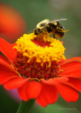 Pollen Gatherer