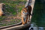 Melati - female Sumatran Tiger