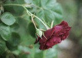 May 18 - Shrub Rose