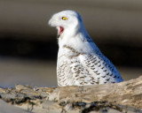 Snowy Owl profile mouth open.jpg