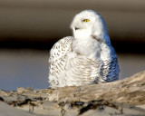 Snowy Owl.jpg