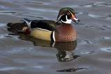 Wood Duck calling.jpg