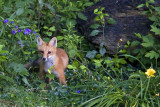 Fox in flowers.jpg