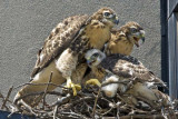 Red-tailed Hawk Juveniles.jpg