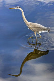 Great Blue Older Juvenile in Water.jpg