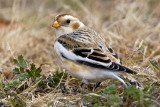 Snow Bunting.jpg