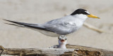 Lest Tern with Baby 3.jpg