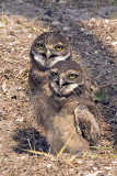 Young Burrowing Owls.jpg