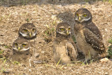 Young Burrowing Owls.jpg