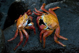 galapagos_islands_2006
