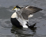 Common Eider flapping.jpg