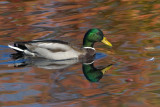 Mallard with fall reflections.jpg