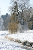 Frozen pond and willow