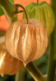 Chinese Lantern Plant