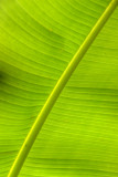 Banana Plant Leaf