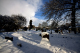 Winter Churchyard
