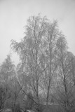 Hoar Frost