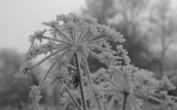 Hoar Frost