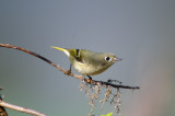 Ruby-Crowned Kinglet