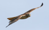 Red-Tailed Hawk