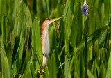 Least Bittern