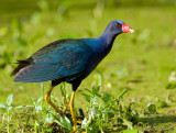 Purple Gallinule