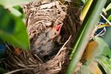 Red-winged Blackbird