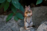 Golden-mantled  ground squirrel