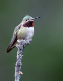 Broad-tailed Hummingbird