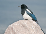 Magpie