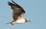 Osprey