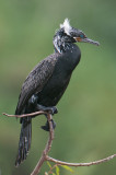 Neo-tropic Cormorant