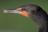 Double-crested  Cormorant