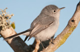 Blue-gray Gnatcatcher