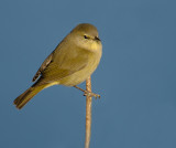 Orange-crowned  Warbler