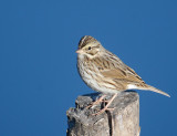 Savannah Sparrow