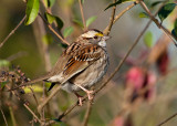 White-throated  Sparrow