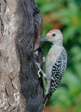 Immature Red-bellied Woodpecker
