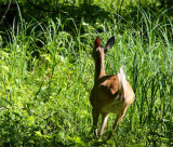 Whitetail, MI