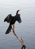 anhinga