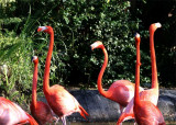flamingos amigos