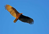 turkey vulture