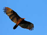 turkey vulture