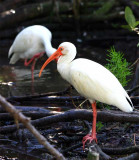 white ibis