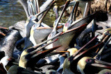pelican feeding frenzy