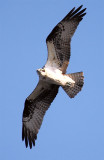 Osprey checking me out...