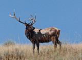 king of the hill
