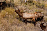 wapiti bugle
