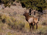 an alert bull elk